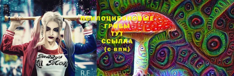 Псилоцибиновые грибы Cubensis Тобольск